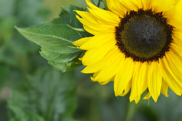 Blooming yellow sunflower in the garden