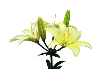 Yellow lily flowers isolated on white background