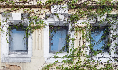 Fototapeta na wymiar House facade twining with wild grapevine