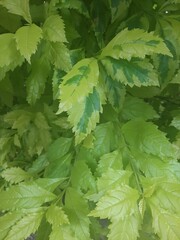 green nettle leaves