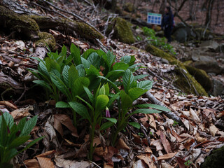 三頭山の登山道