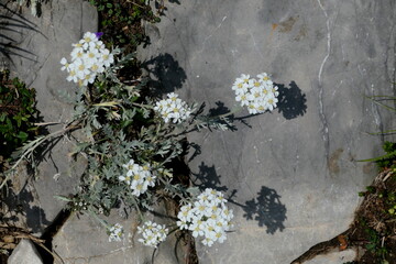 Fototapeta na wymiar White flowers between growing between rocks