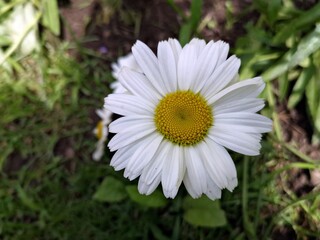 Fototapeta premium Summer in the garden . Beautiful daisy in the garden