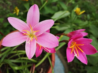 Summer in the garden . Pink Fairy lily , Zephyranthes rosea  Lindl. Flower