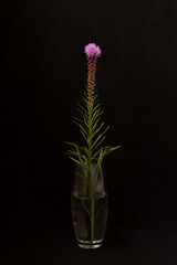 Flower in a vase on a black background