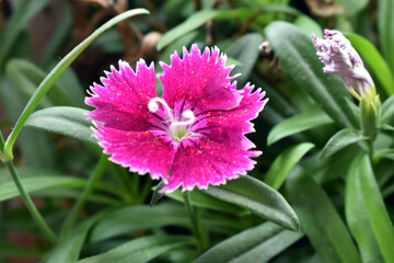 Beautiful pink flower in garden