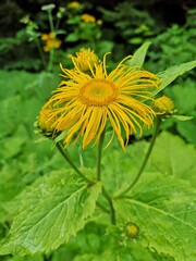 Yellow oxeye flowers in the forest