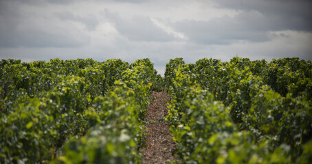 Naklejka premium Vignes à perte de vue