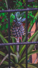 mini pineapple