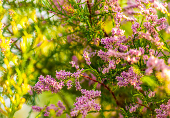 pink Calluna vulgaris (binomial name),  heather or ling 