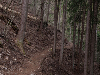 Obraz premium 三頭山の登山道