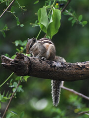 Naklejka na ściany i meble cute Squrriel on a branch