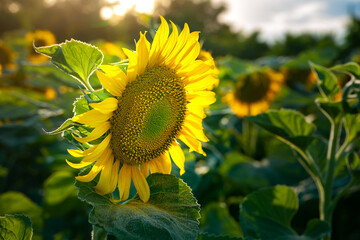 Sunflower. Sunflower field. Plantation blooming sunflowers at sunset. Organic farming.