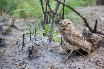 Owl from Serra da Canastra National Park - Minas Gerais - Brazil