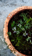 plant in the water