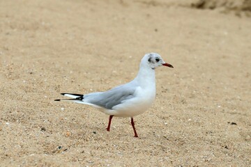 seagull on the beach
