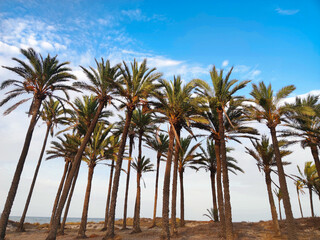 Palm trees in Orihuela Costa beach