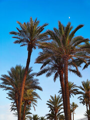 Palm trees in Orihuela Costa beach