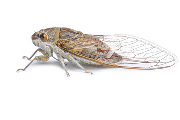Transparent wings cicada on white background