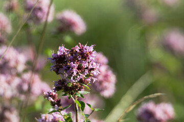 flowering wild oregano in a meadow