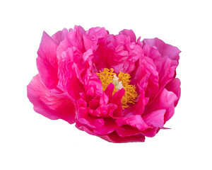 Pink peony isolated on white background