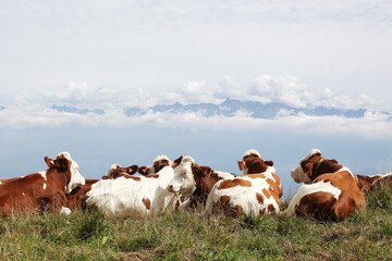 Mountain pasture in the Vercors, France
