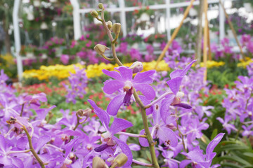 KUALA LUMPUR, MALAYSIA -DECEMBER 17, 2019: Colorful tropical & exotic orchids flower in plants nursery. Grown in a large group to form a beautiful garden.  
