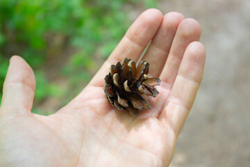 One pine cone in an open male palm.