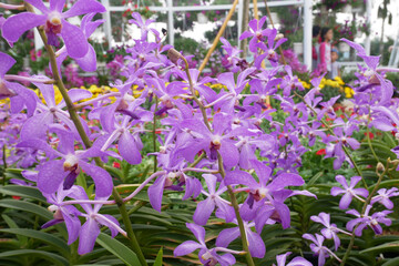 Obraz premium KUALA LUMPUR, MALAYSIA -DECEMBER 17, 2019: Colorful tropical & exotic orchids flower in plants nursery. Grown in a large group to form a beautiful garden. 