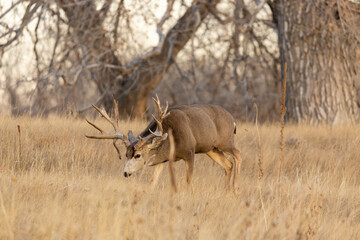 Mule Deer Buck in Colorado During the Fall Rut