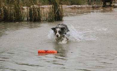 dog playing in the water