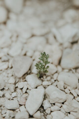green sprout on the ground