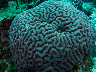 Close up of the hard coral. Philippines.