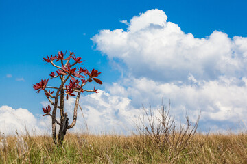 Foliage at dry fields at Serra da Canastra National Park - Minas Gerais - Brazil