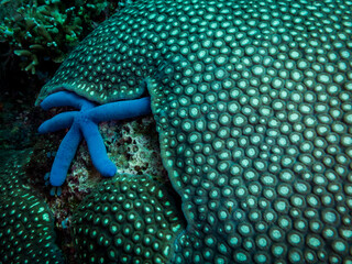 Fototapeta premium Close up of the hard coral and blue starfish. Philippines.