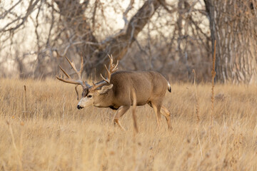 Mule Deer Buck in Colorado During the Fall Rut