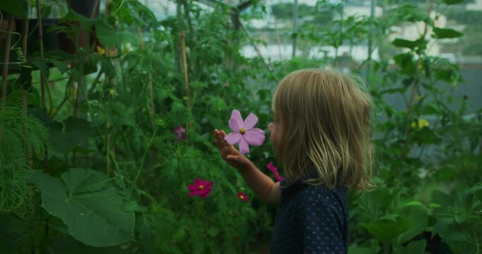 Preschooler exploring greenhouse and vegetable garden