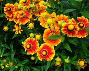 yellow and red flowers in the garden
