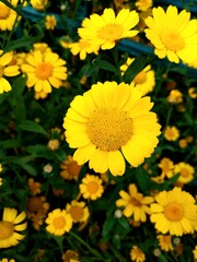 yellow chrysanthemum flowers