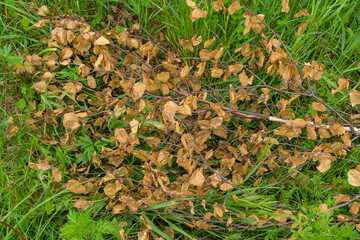 Dry birch branch on a background of green grass. Concept - autumn, fall, wilting.