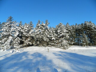 snow covered trees