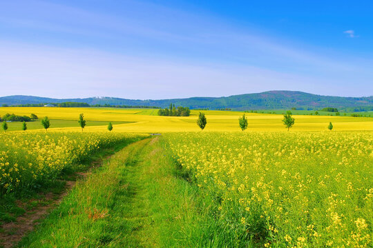 Landschaft in der Oberlausitz mit bl&uuml;hendem Rapsfeld - Landscape in Upper Lusatia with flowering rape field