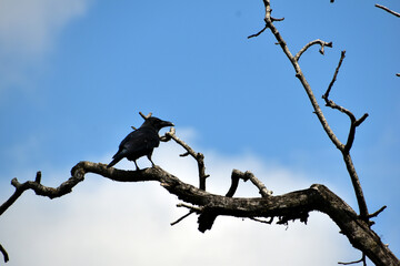 Beautiful picture of crow and tree branches