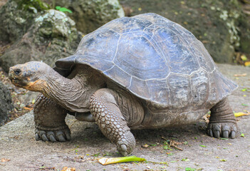 Giant Galapagos Tortoise (one animal), big endemic animal of Galapagos wildlife end symbol for Darwin's evolution theory