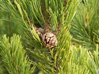 pine cones on a branch