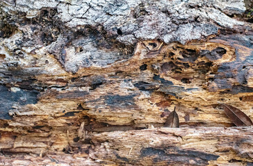 Old Weathered Tree Bark Texture