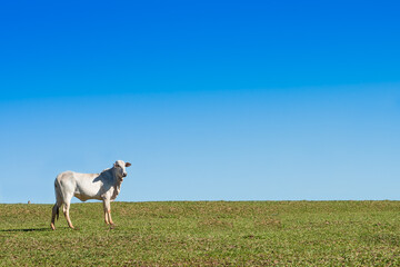 Naklejka na ściany i meble Alone ox at green pasture, with blue sky