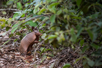 Brazilian armadillo