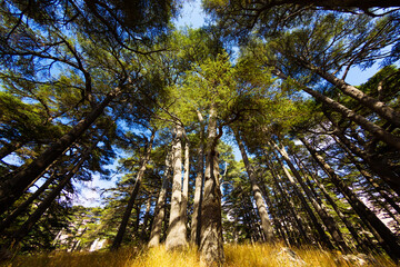 Fototapeta premium Bottom view of crowns of Lebanon cedars with blue sky. The Cedars of God grove in Qadisha Valley on Mount Lebanon. Conservation of endangered forests. Beautiful lebanese landscape