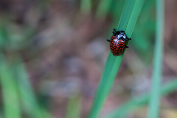 Ladybug climbing a blade of grass of the Brazilian Cerrado